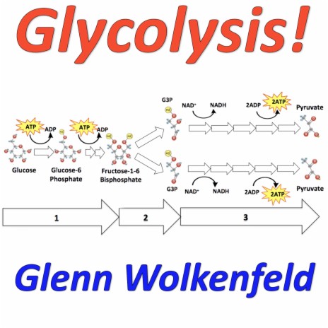 Glycolysis! | Boomplay Music