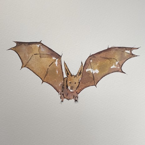 Bats