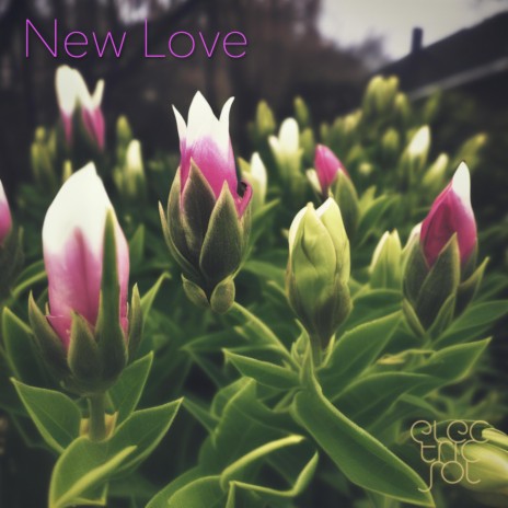 New Love | Boomplay Music