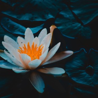 Mekong Lotus