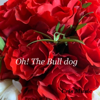 Oh! The Bull Dog