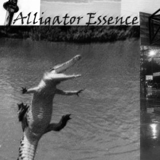 Alligator Essence