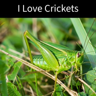 I Love Crickets