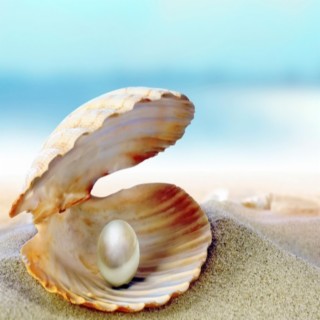 Seashells On The Shore