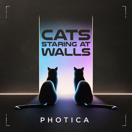 Cats Staring At Walls | Boomplay Music