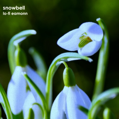 snowbell | Boomplay Music