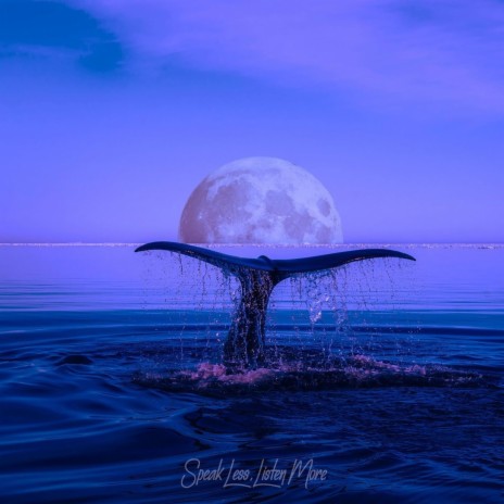 Whales of the Night | Boomplay Music