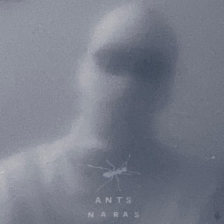 Ants