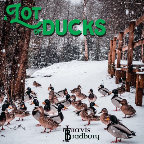 A Lot of Ducks