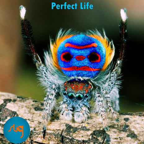 Perfect Life | Boomplay Music