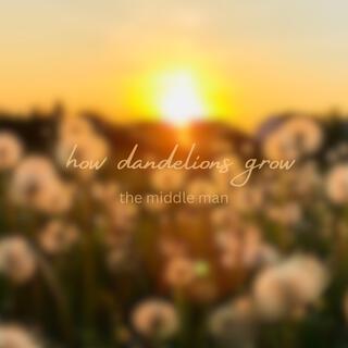 how dandelions grow