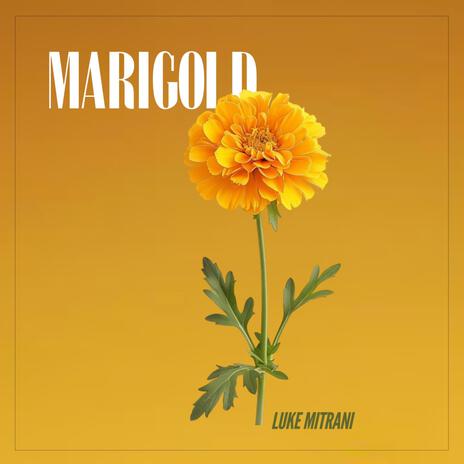 Marigold | Boomplay Music