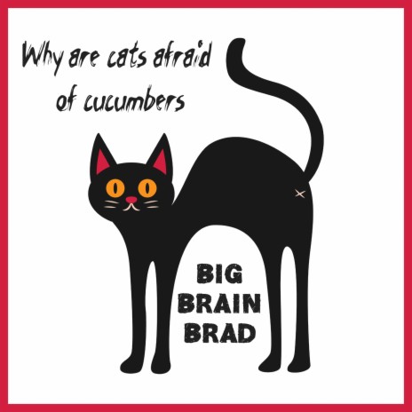 Why are cats afraid of cucumbers