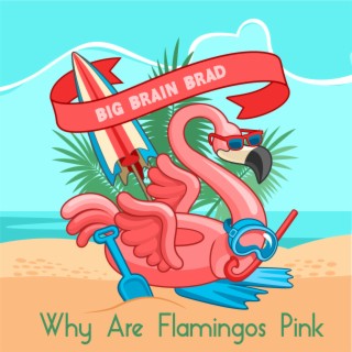 Why Are Flamingos Pink