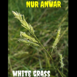 White Grass