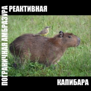 Реактивная капибара