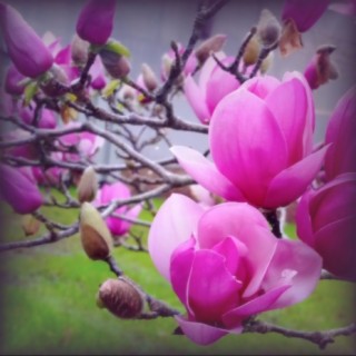 Flowers of the Floating World: SPRING ~ Saucer Magnolia 春