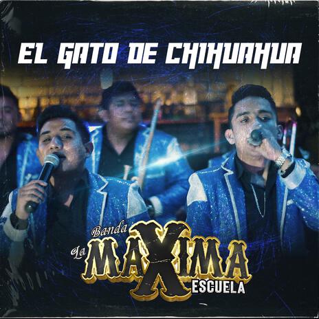 El Gato De Chihuahua | Boomplay Music