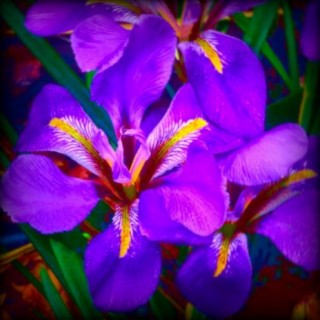 Flowers of the Floating World: AUTUMN ~ Algerian Iris 秋