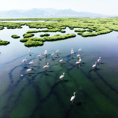 Pantanal Internacional