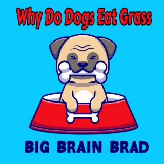 Why Do Dogs Eat Grass