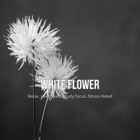 White flowers (Relaxing, Sleep well, Study focus, Stress Relief) | Boomplay Music