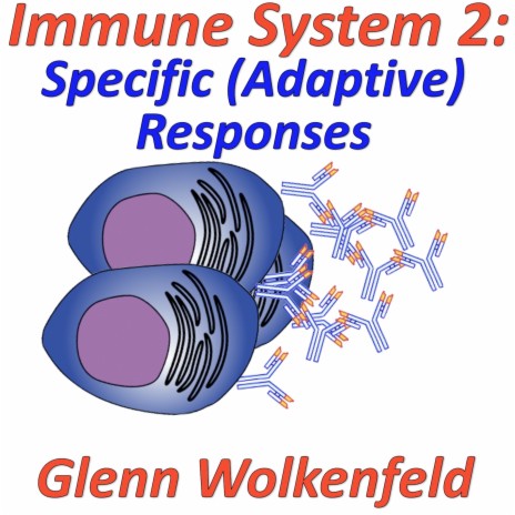 Immune System 2: Specific (Adaptive) Responses | Boomplay Music