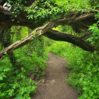 Springtime Woodlands Brook