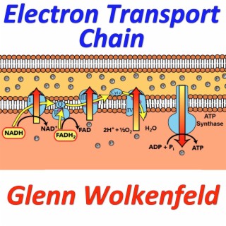 Electron Transport Chain