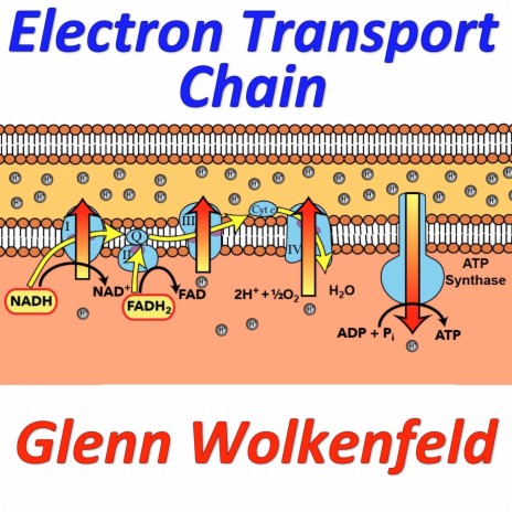 Electron Transport Chain | Boomplay Music