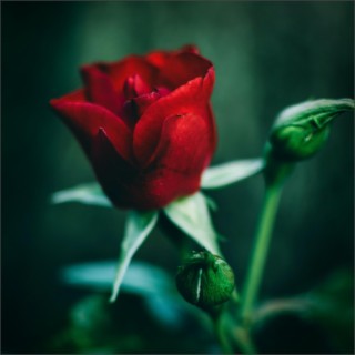 Red Rose