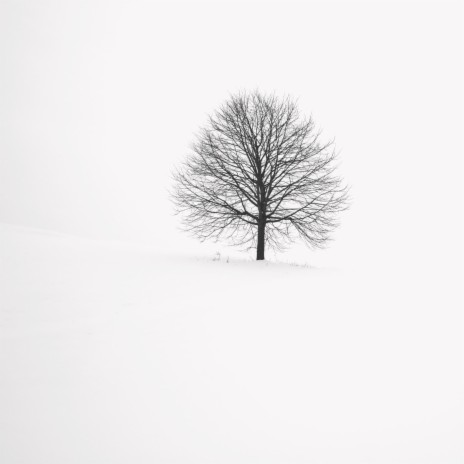Tree With No Friends