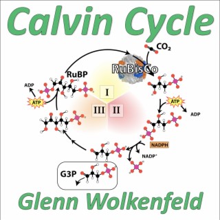 Calvin Cycle