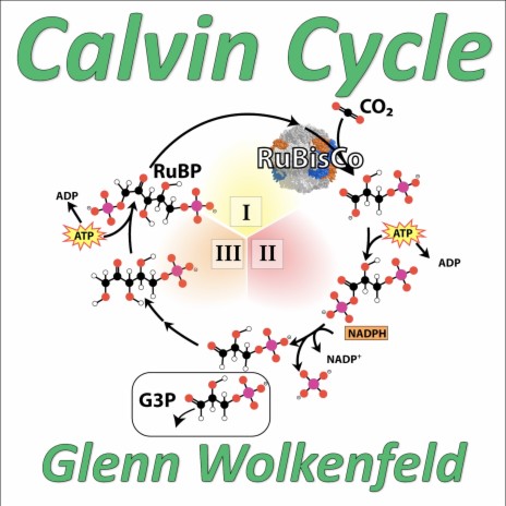 Calvin Cycle | Boomplay Music