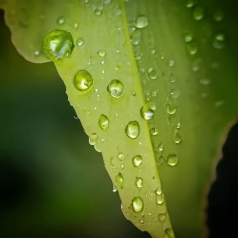 Soothing Nature Rain Pt. 4
