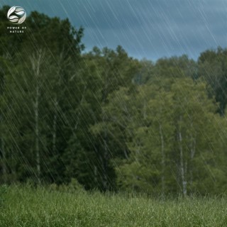 Gusting Winds Through the Trees with Rain