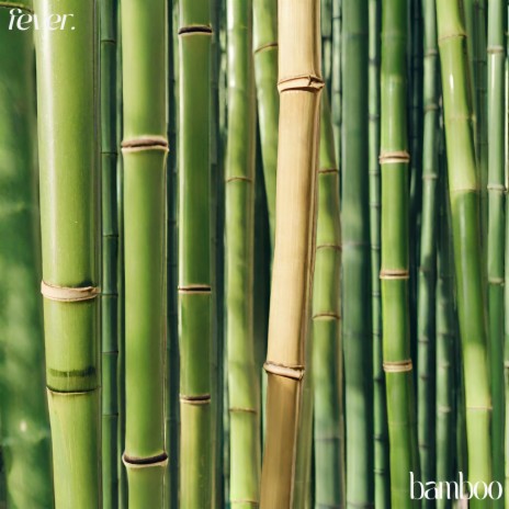 bamboo