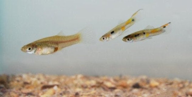 Guppy Groups Provide Friendly Protection against Foes, Podcast