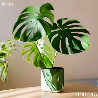 monstera