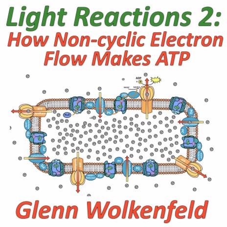Light Reactions 2: How Non-cyclic Electron Flow Makes ATP