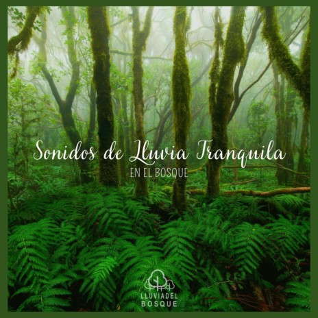 Sonidos de Lluvia Tranquila en el Bosque, Pt. 34 | Boomplay Music