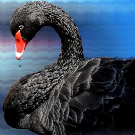 Black Swan | Boomplay Music