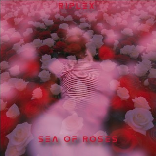 Sea Of Roses