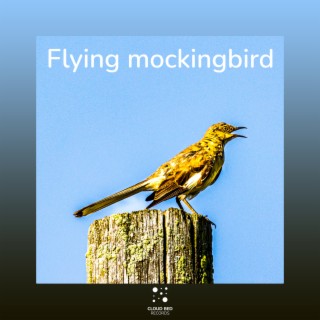 Flying mockingbird