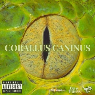 CORALLUS CANINUS