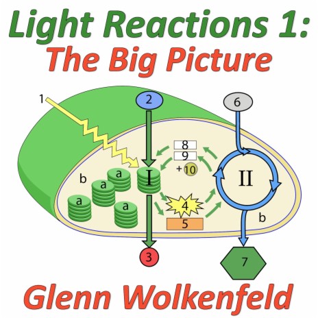 Light Reactions 1: The Big Picture | Boomplay Music