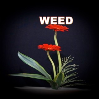 WEED