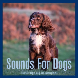 Sounds For Dogs: Send Your Dog to Sleep with Calming Music
