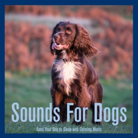Dog Audio ft. Dog Music Dreams | Boomplay Music