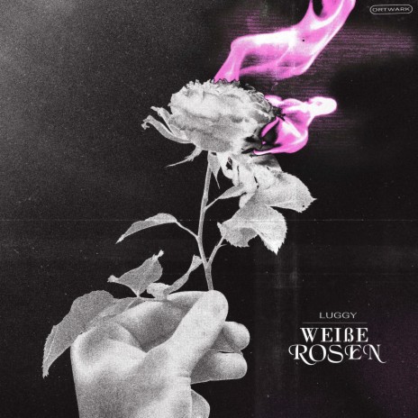 weiße rosen | Boomplay Music